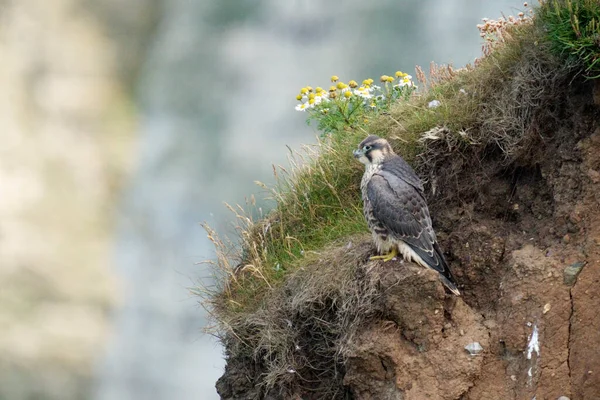 Peregrine Falco Peregrinus Single Juvenile Cliff Yorkshire Velká Británie Červenec — Stock fotografie