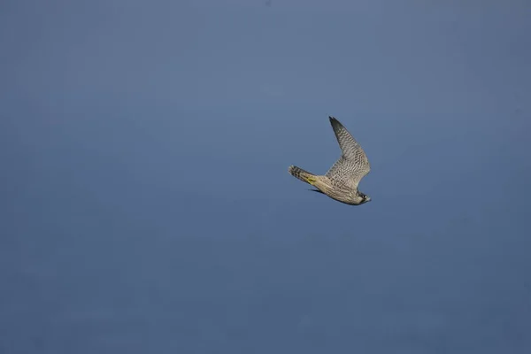 Peregrino Falco Peregrinus Soltero Juvenil Vuelo Yorkshire Reino Unido Julio —  Fotos de Stock