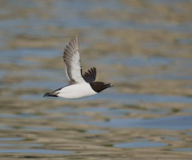 Razorbill, Alca Torda, Uçan tek kuş, Yorkshire, İngiltere, Temmuz 2021