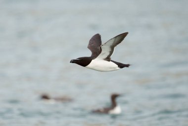 Razorbill, Alca Torda, Uçan tek kuş, Yorkshire, İngiltere, Temmuz 2021