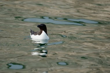 Razorbill, Alca Torda, Sudaki tek kuş, Yorkshire, İngiltere, Temmuz 2021