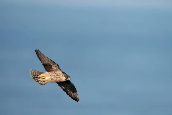 Peregrine Falco Peregrinus Single Juvenile Flight Yorkshire Storbritannien Juli 2021 — Stockfoto