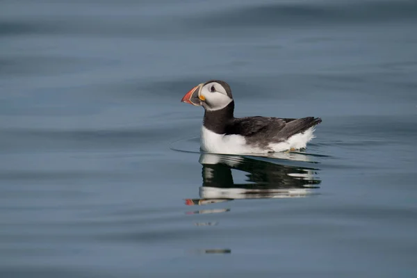 Atlantic Puffin Fratercula Arctica Single Bird Water Yorkshire Reino Unido — Fotografia de Stock