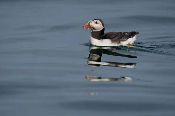 Atlantic Puffin Fratercula Arctica Single Bird Water Йоркшир Великобритания Июль — стоковое фото