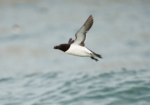 Razorbill Alca Torda Single Bird Flight Yorkshire July 2021 — стокове фото