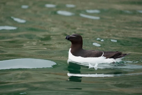 Razorbille Alca Torda Single Bird Water Yorkshire July 2021 — ストック写真