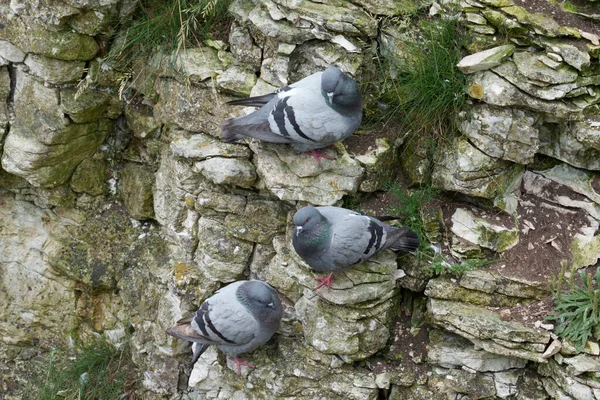 Felsentaube Columba Livia Drei Vögel Auf Klippe Yorkshire Großbritannien Juli — Stockfoto