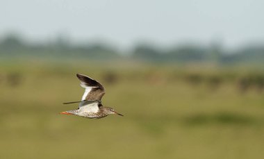 Yaygın Redshank, Tringa totanus, çimlere karşı uçan tek kuş, Hampshire, Temmuz 2021