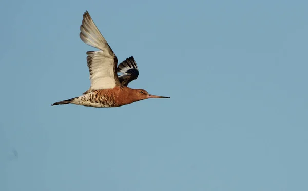 黑尾鸟 Limosa Limosa 单鸟飞行 2021年7月 汉普郡 — 图库照片