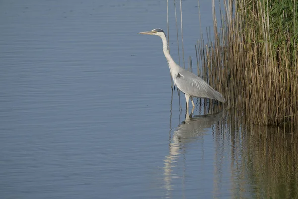 Grå Häger Ardea Cinerea Singel Fågel Blått Vatten Hampshire Juli — Stockfoto