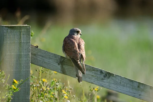 Kestrel Falco Tinnunculusl Single Male Bird Fence Warwickshire July 2021 — Stock Photo, Image