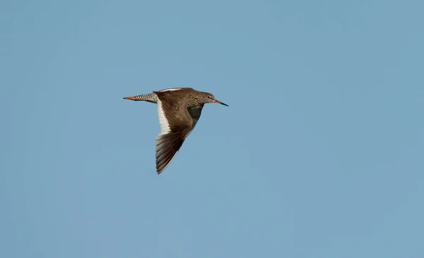 Common Redshank Tringa Totanus Single Bird Flight Blue Sky Hampshire — Stock Photo, Image