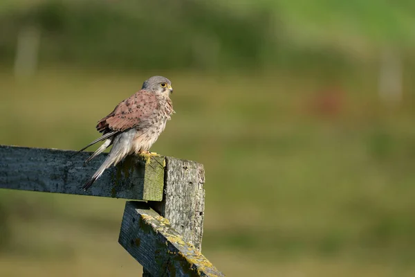 Kestrel Falco Tinnunculusl Pájaro Macho Soltero Una Valla Warwickshire Julio —  Fotos de Stock