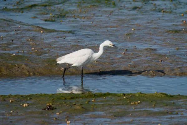 Маленькая Цапля Egretta Garzetta Одинокая Птица Грязи Воде Хэмпшир Июль — стоковое фото