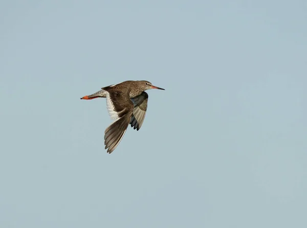 Обыкновенный Краснононогий Tringa Totanus Одинокая Птица Полете Против Голубого Неба — стоковое фото