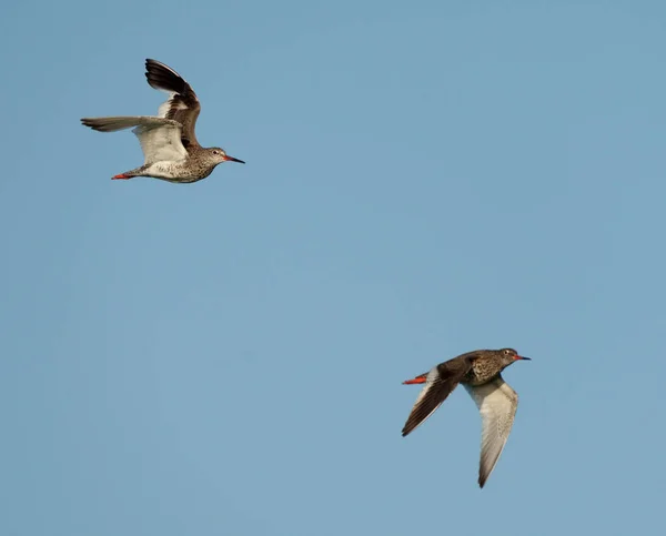 Common Redshank Tringa Totanus Duas Aves Voo Contra Céu Azul — Fotografia de Stock