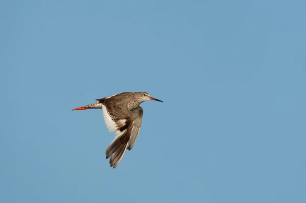 Common Redshank Tringa Totanus Singel Fågel Flygning Mot Blå Himmel — Stockfoto