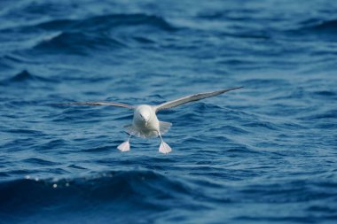 Fulmar, Fulmarus buzulu, denizin üstünde uçan tek kuş, Cornwall, Temmuz 2021