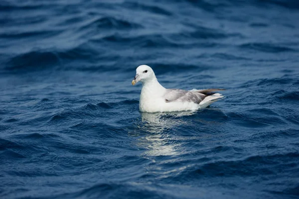 Fulmar Fulmarus Glacialis Uccello Singolo Seduto Sull Acqua Cornovaglia Luglio — Foto Stock