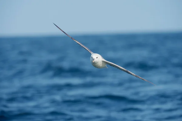 Fulmar Fulmarus Glacialis Enkele Vogel Vlucht Boven Zee Cornwall Juli — Stockfoto