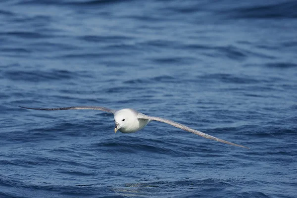 Fulmar Fulmarus Lodowiec Pojedynczy Ptak Locie Nad Morzem Kornwalia Lipiec — Zdjęcie stockowe