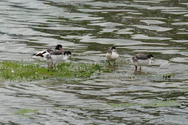 Gemeine Ente Tadorna Tadorna Erwachsen Mit Jungvögeln Auf Dem Seeweg — Stockfoto