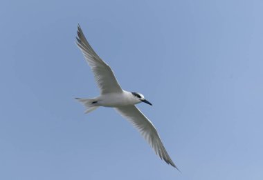 Sandviç Feneri, Thalasseus Sandvicensis, tek bir kuş, Kent, Eylül 2021