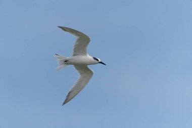 Sandviç Feneri, Thalasseus Sandvicensis, tek bir kuş, Kent, Eylül 2021