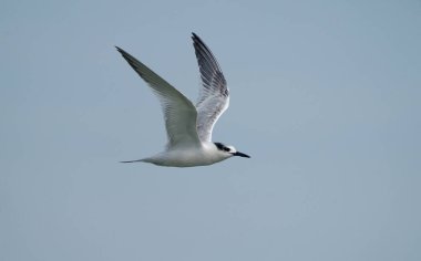 Sandviç Feneri, Thalasseus Sandvicensis, tek bir kuş, Kent, Eylül 2021