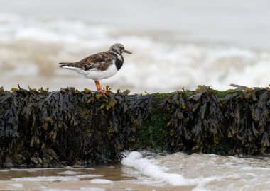 Turnstone, Arenaria yorumluyor, kasıktaki tek kuş, Kent, Eylül 2021