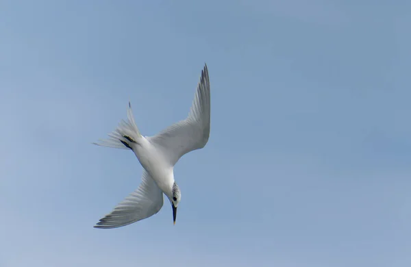 Sandwich Tern Thalasseus Sandvicensis Ave Solteira Voo Kent Setembro 2021 — Fotografia de Stock