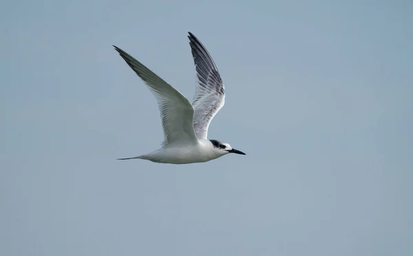 Sandwich Tern Thalasseus Sandvicensis Uccello Singolo Volo Kent Settembre 2021 — Foto Stock