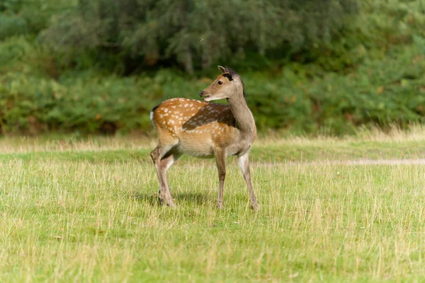 Sika Deer Cervus Nippon Single Deer Knole Kent September 2021 — Stock Photo, Image