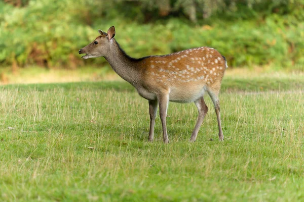 Sika Deer Cervus Nippon Singolo Cervo Knole Kent Settembre 2021 — Foto Stock