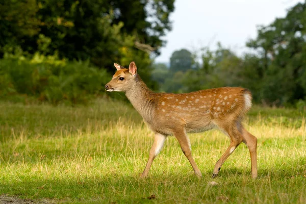 Sika Deer Cervus Nippon Singolo Cervo Knole Kent Settembre 2021 — Foto Stock