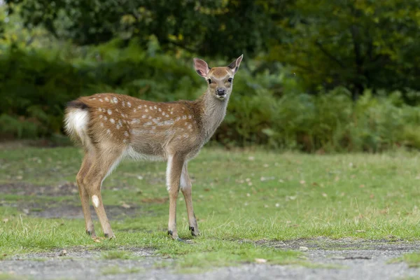 Sika Deer Cervus Nippon Single Female Deer Knole Kent September — Stock Photo, Image