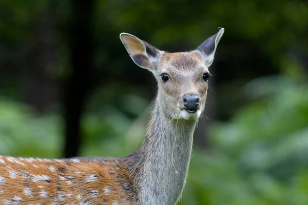 Sika Deer Cervus Nippon Single Female Deer Knole Kent September — Stock Photo, Image