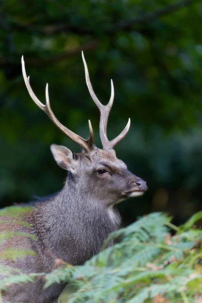 Sika Deer Cervus Nippon Single Male Deer Knole Kent September — Stock Photo, Image