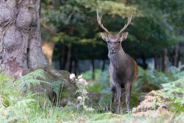 Sika Deer Cervus Nippon Single Male Deer Knole Kent September — 图库照片