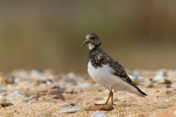 Steinwälzer Arenaria Interpretiert Einzelner Vogel Strand Kent September 2021 — Stockfoto