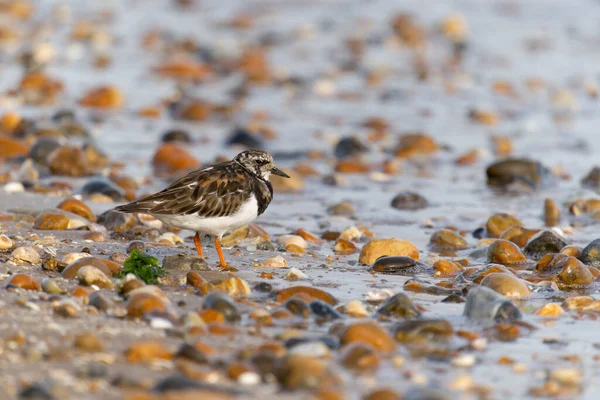 Steinwälzer Arenaria Interpretiert Einzelner Vogel Strand Kent September 2021 — Stockfoto