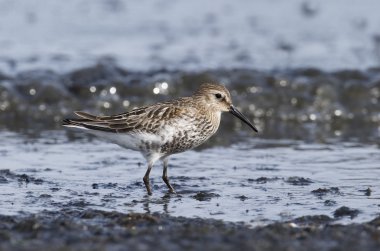 Dunlin, Calidris alpina