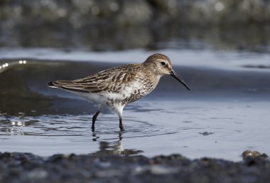 Dunlin, Calidris alpina