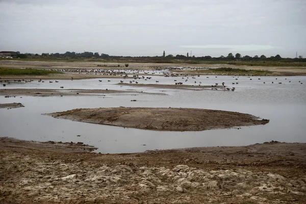 Frampton Rspb Reserve — Zdjęcie stockowe