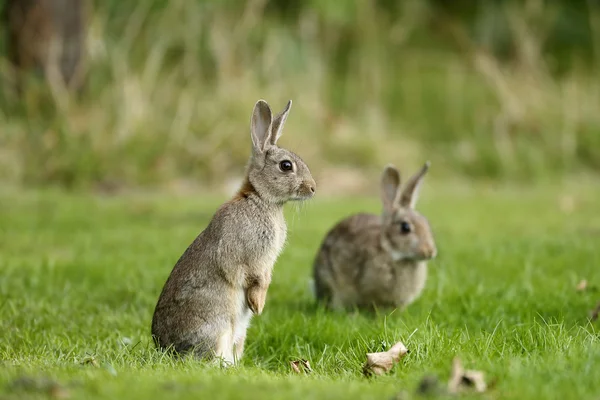 Rabbit, Oryctolagus cuniculus — Stock Photo, Image