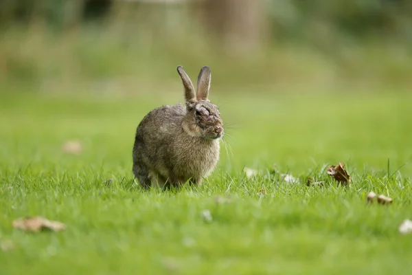 Tavşan, dikkatli European — Stok fotoğraf