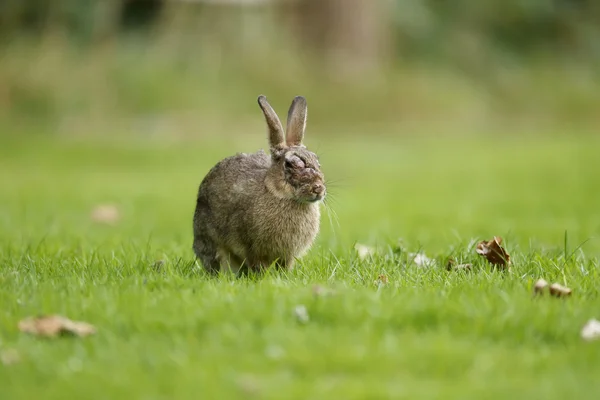 Coelho, Oryctolagus cuniculus — Fotografia de Stock