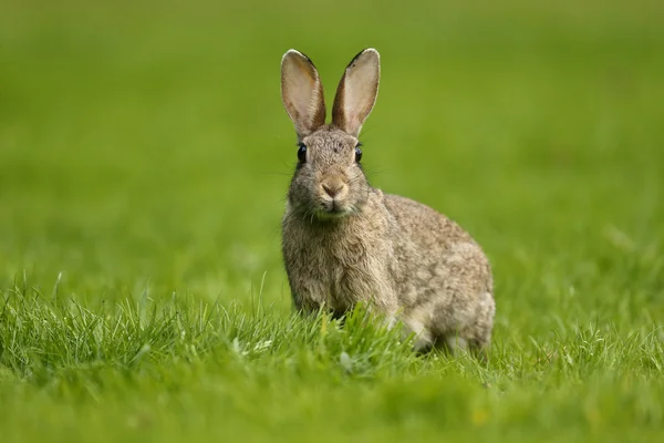 Rabbit, Oryctolagus cuniculus — Stock Photo, Image