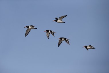 Poyraz kuşugiller, haematopus ostralegus