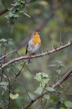 Robin, Erithacus rubecula
